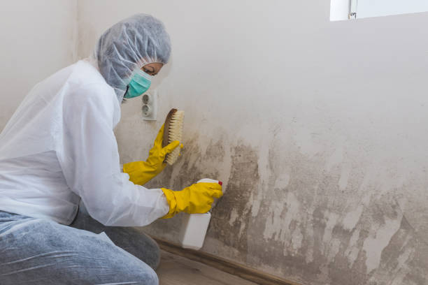 Best Fast Mold Removal  in Cresaptown, MD