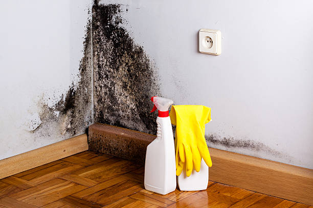 Best Home Mold Removal  in Cresaptown, MD