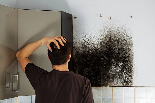 Professional Mold Removal in Cresaptown, MD