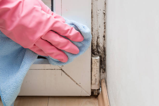 Best Certified Mold Removal  in Cresaptown, MD